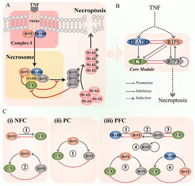 Oscillations Governed by the Incoherent Dynamics in Necroptotic Signaling